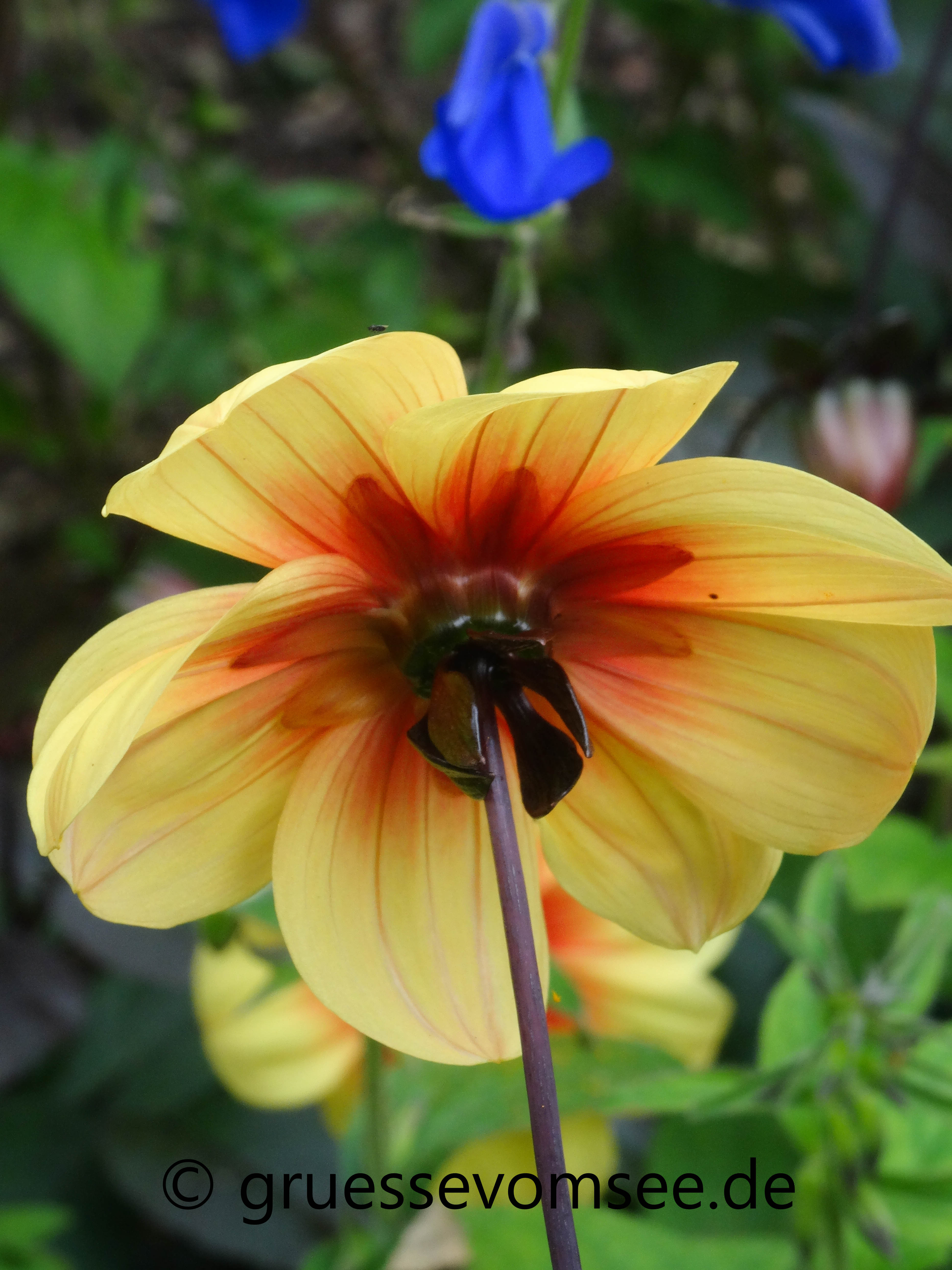 Cotswolds_Reise_Growe_England_Blume_Kiftsgarden_House