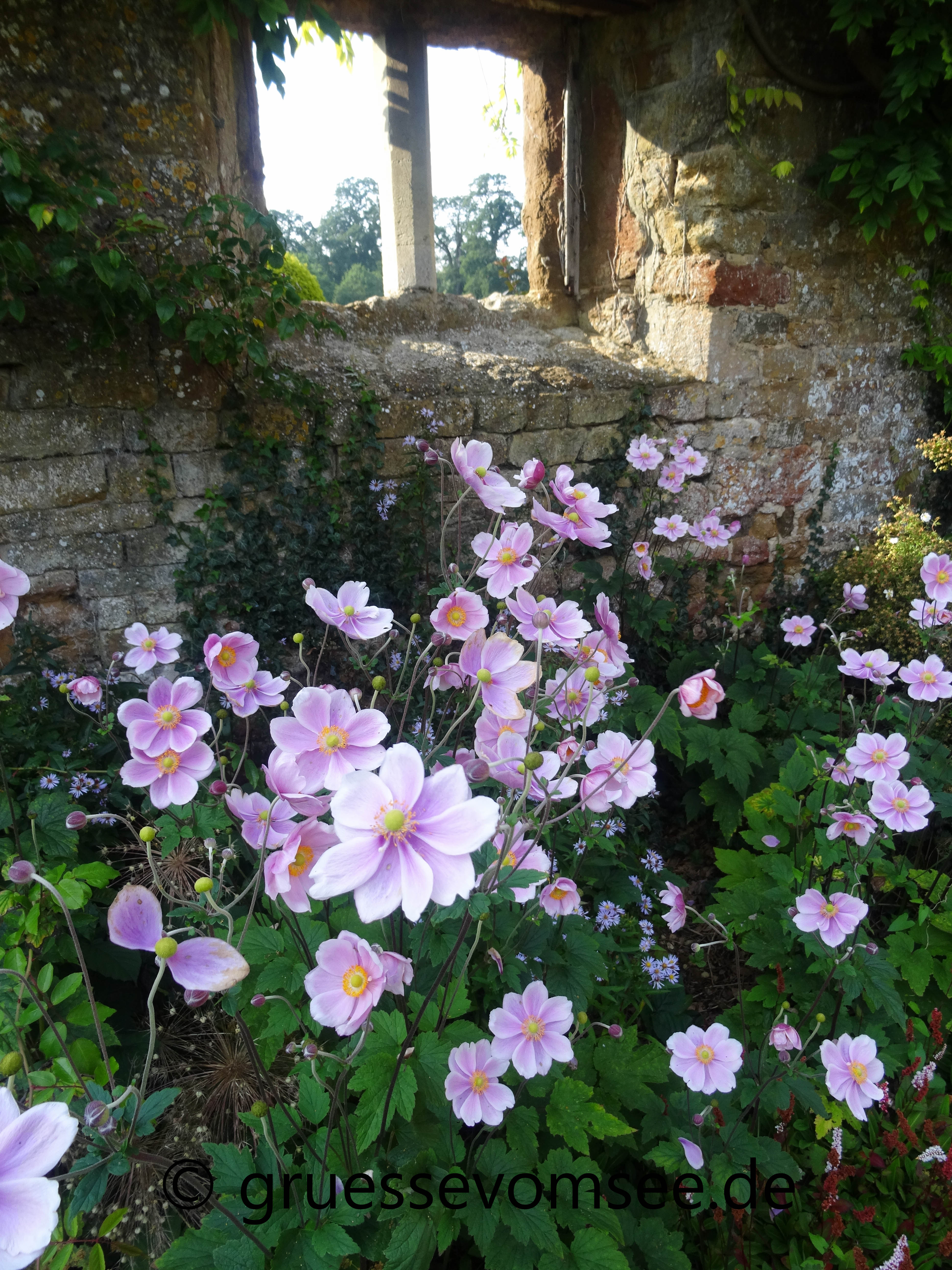 Cotswolds_England_Reise_Growe_Blumen_Broughton_Castle