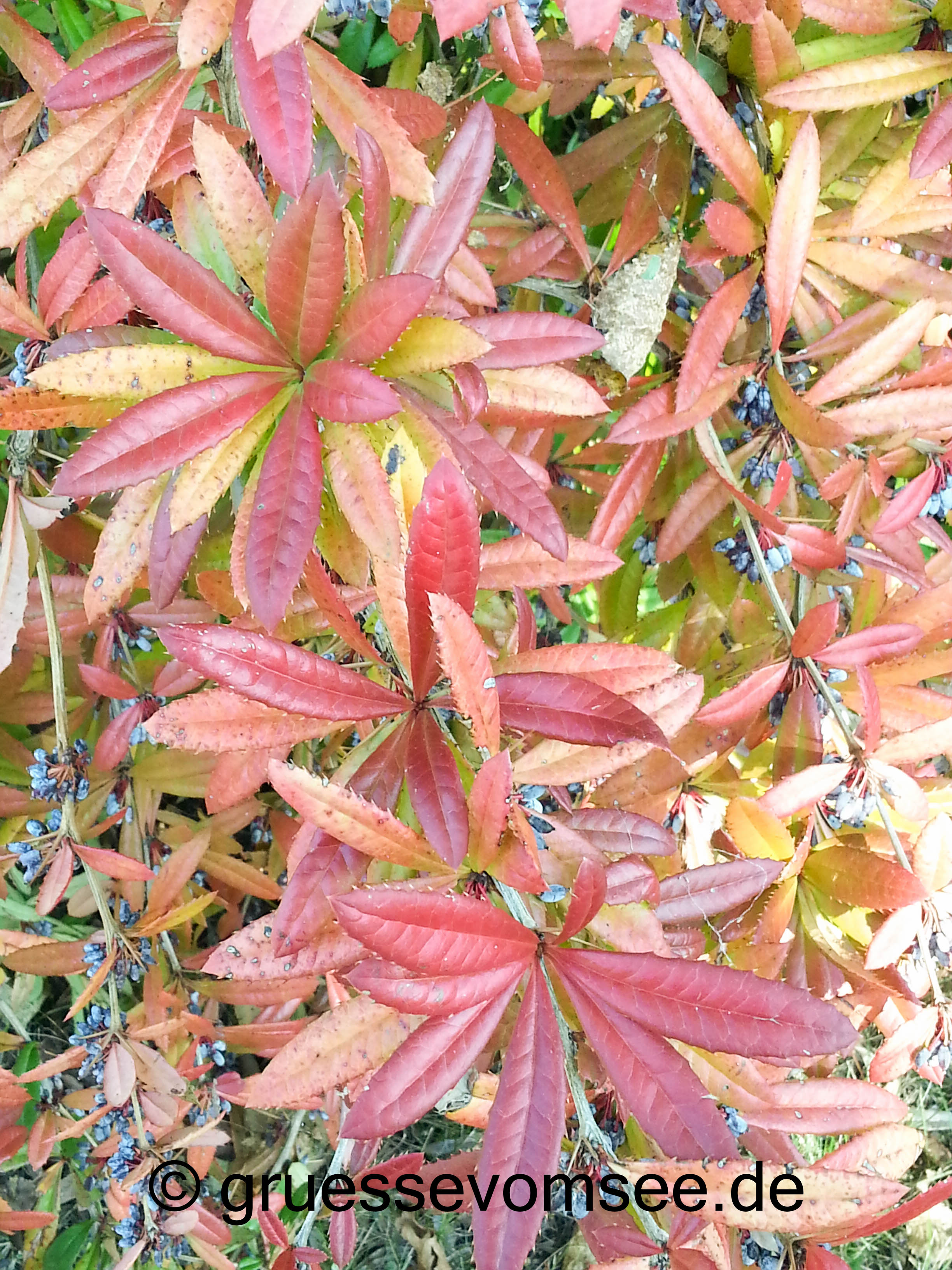 Mainau_Herbsttag_rotes_Laub_gruessevomsee