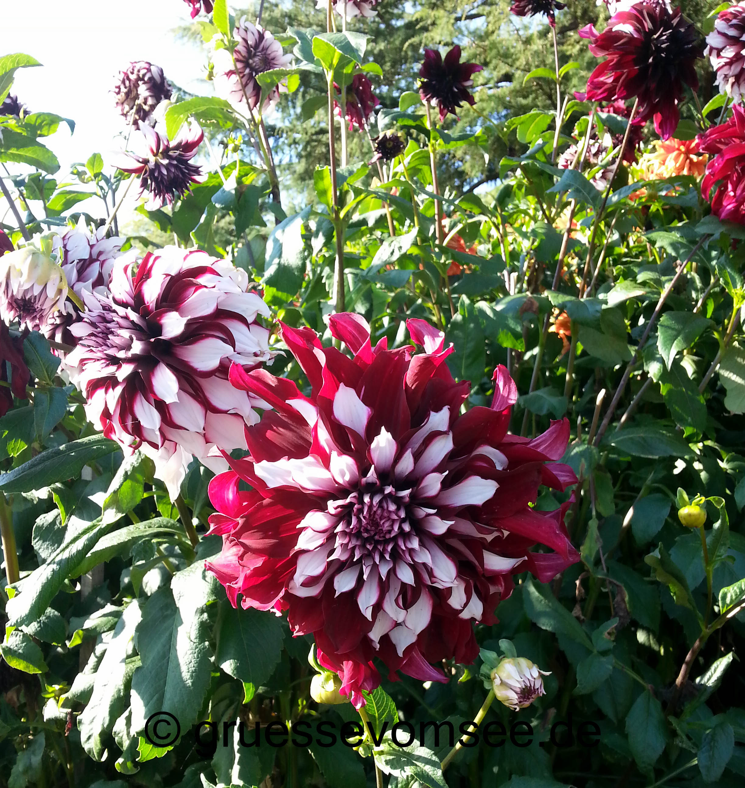 Mainau_herbsttag_Dahlien_Gruessevomsee
