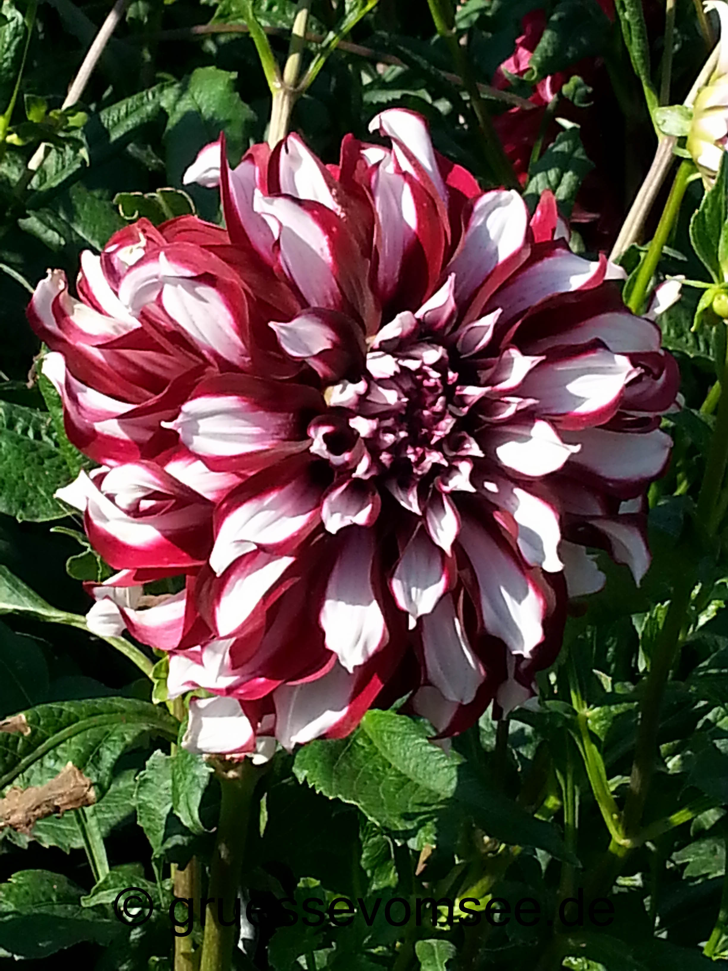 gruessevomsee_mainau_dahlien_herbsttag