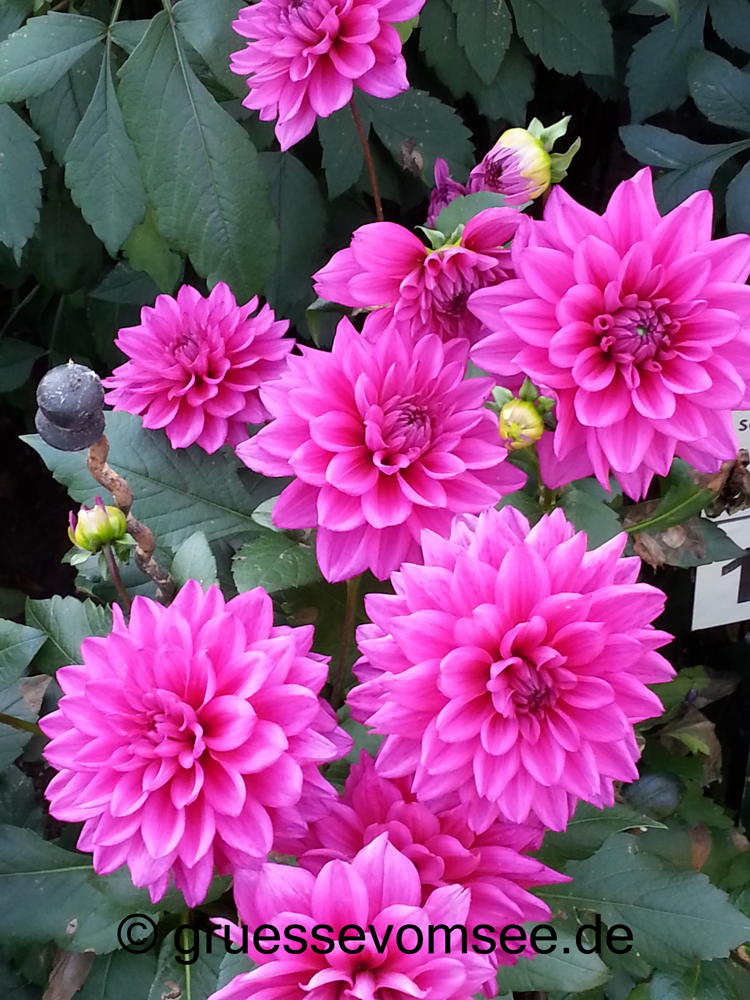 herbsttag_Mainau_dahlien_gruessevomsee