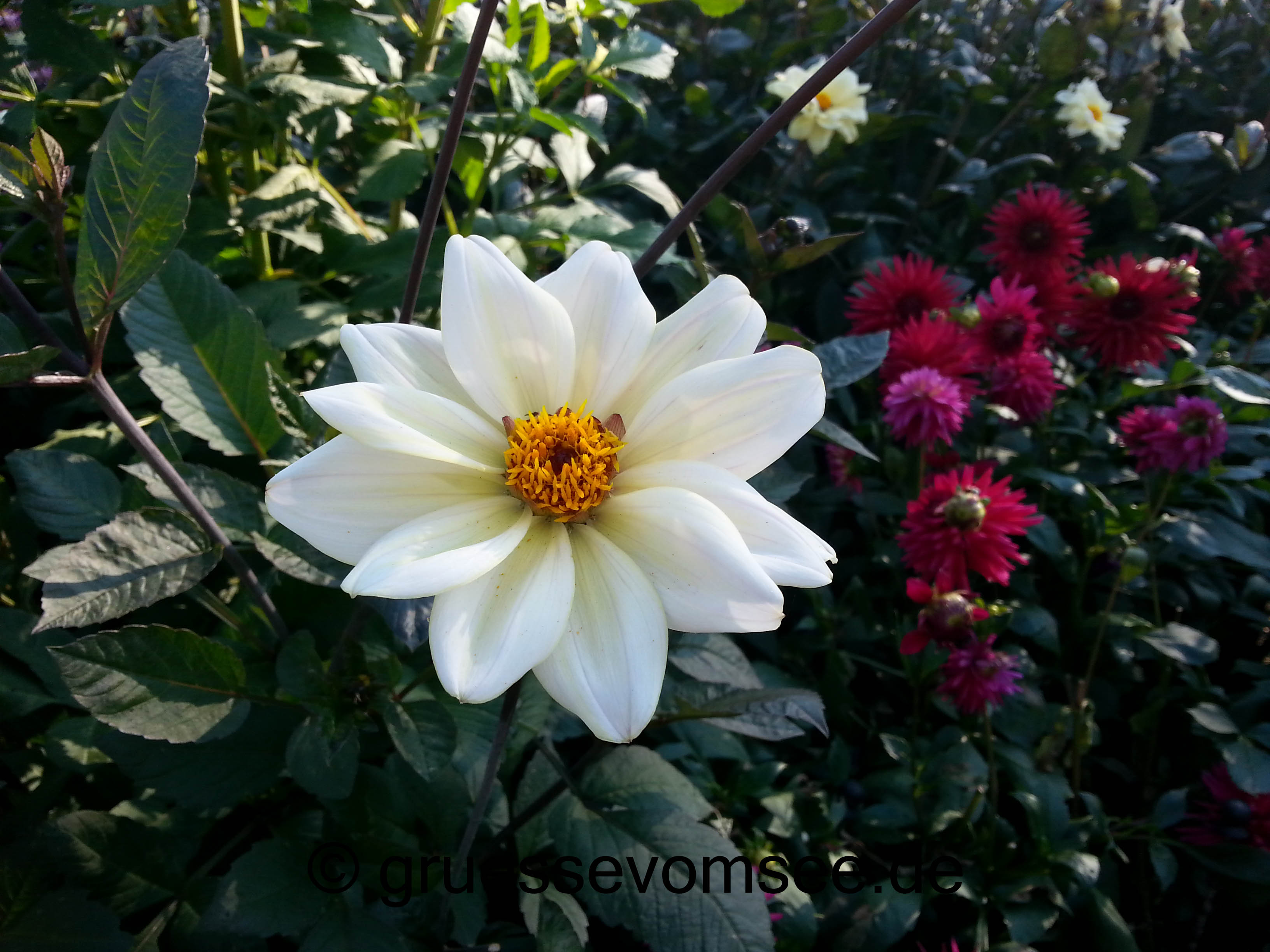Mainau_Dahlien_herbsttag_gruessevomsee