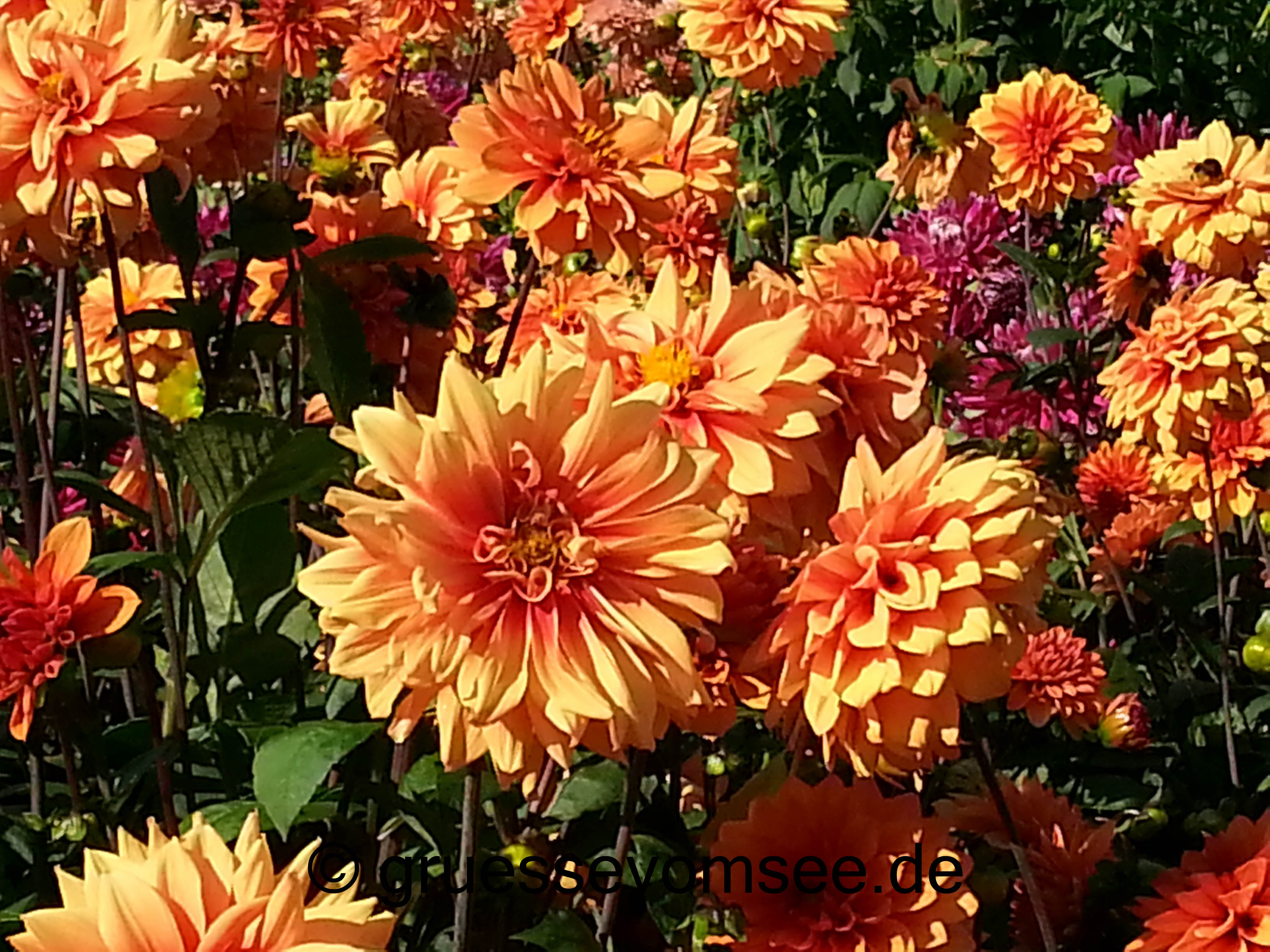gruessevomsee_herbsttag_Mainau_Dahlien