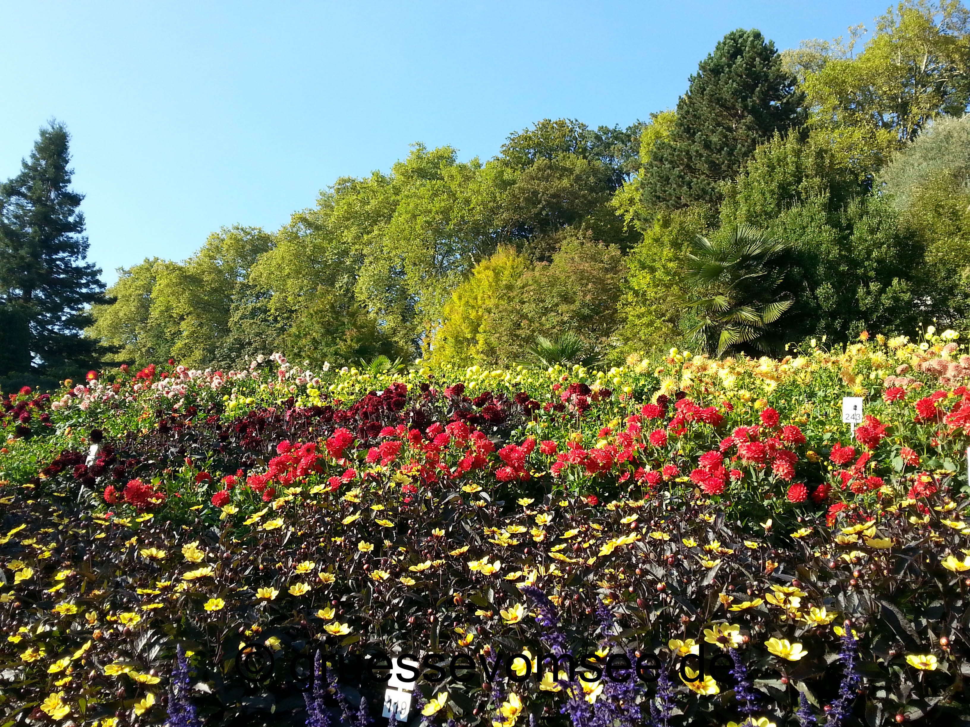 gruessevomsee_herbsttag_Mainau_dahlien