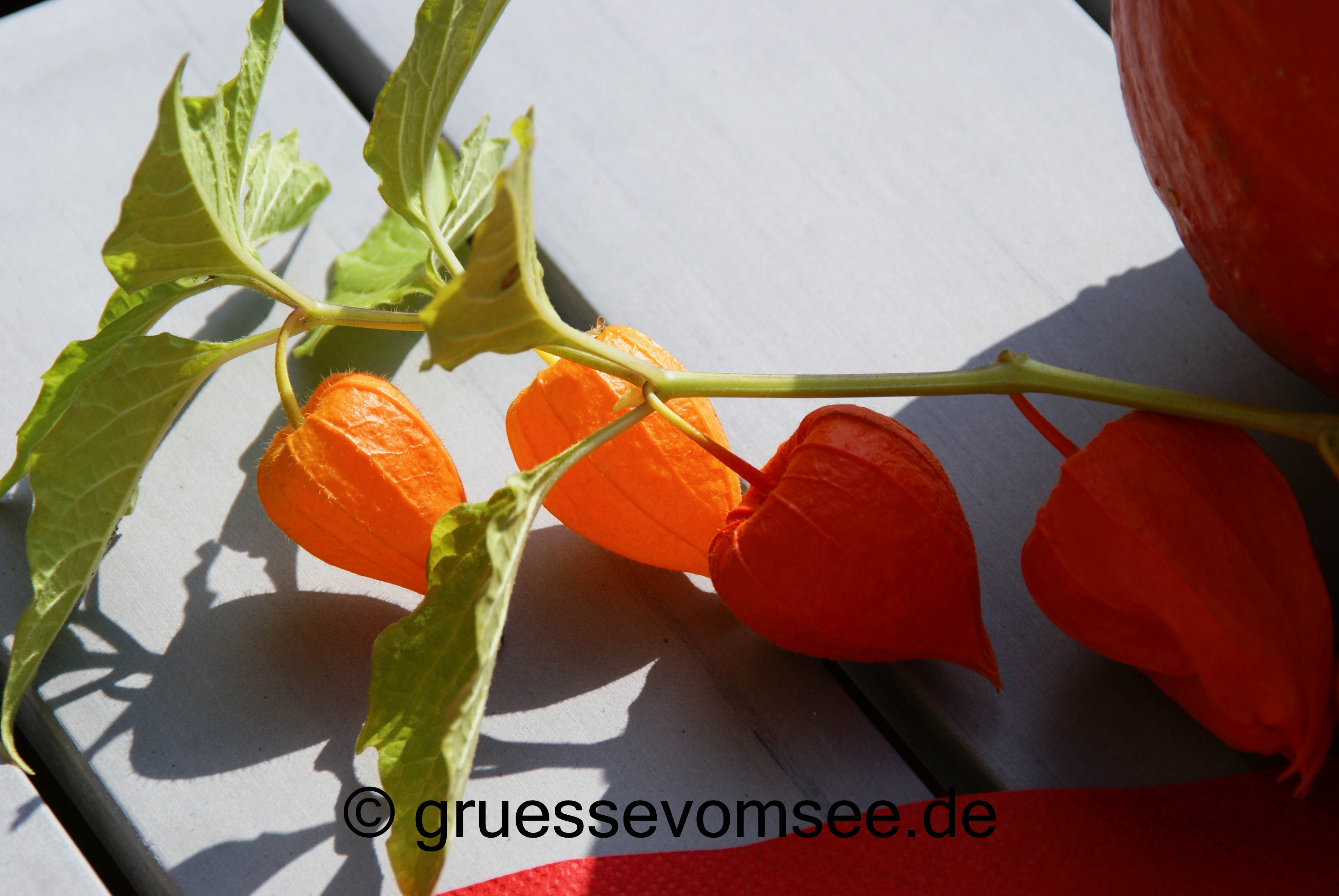 Kuerbis_Kartoffel_Hachfleisch_Auflauf_Gruessevomsee