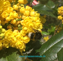 Biene auf gelber Blüte