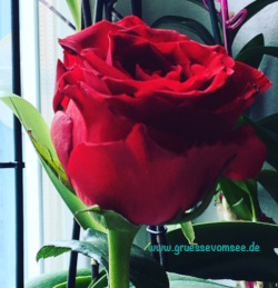 Rote Rose