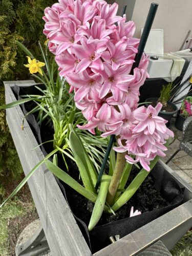 frühlingsblumen