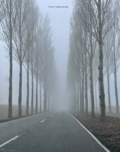 Allee reichenau nebel