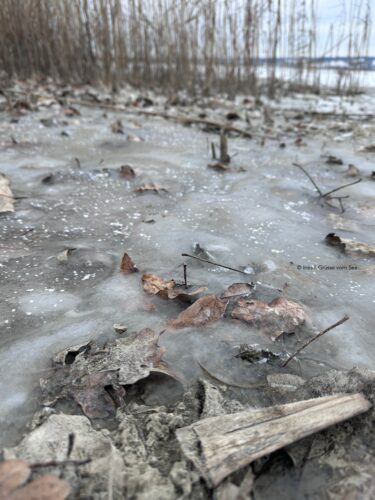 zugefrorener Bodensee Winter 2026