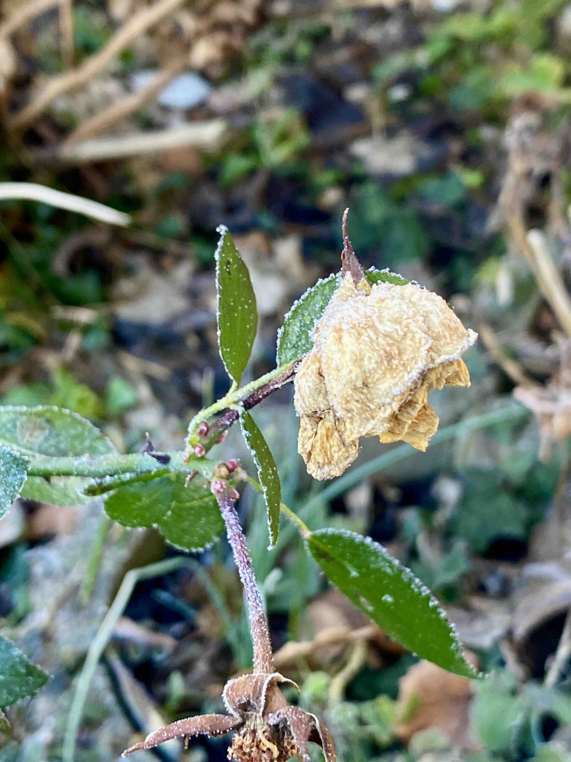 eisrose glücksmomente