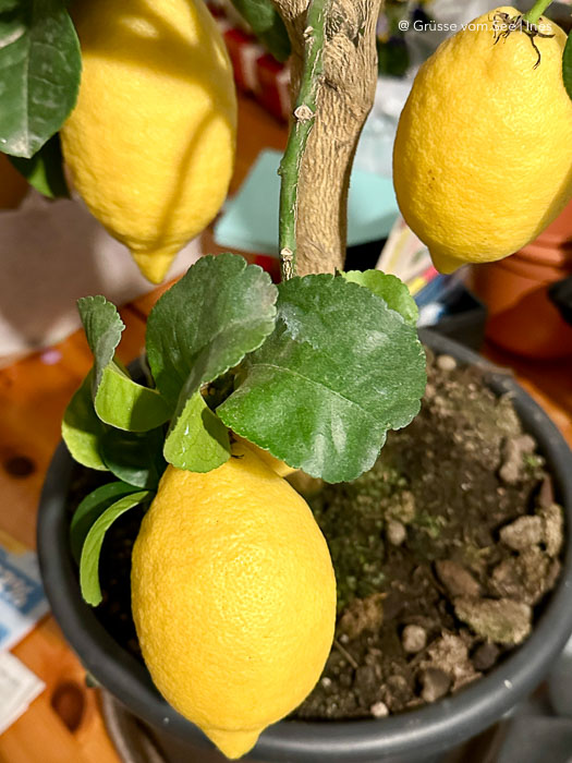 zitronenbaum geburtstag