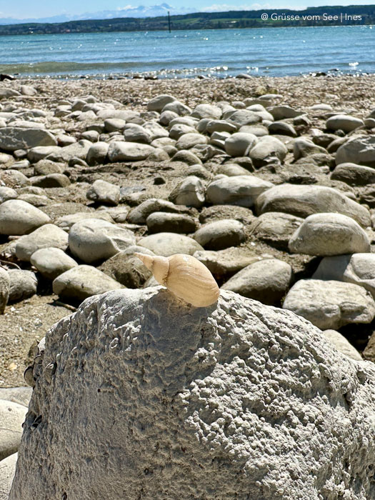niedrichwasser Bodensee