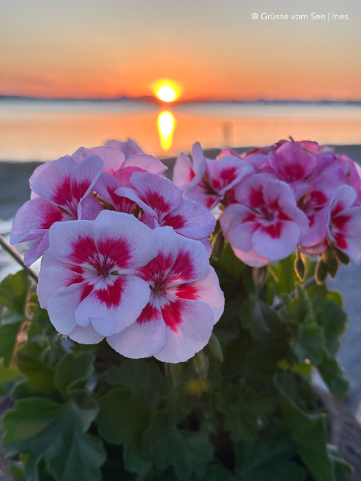 reichenau sonnenuntergang